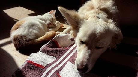 Gnojna upala maternice