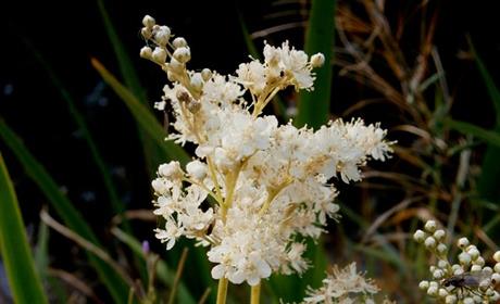 Končara - pomoć iz prirode kod prehlade, gripe i viroze