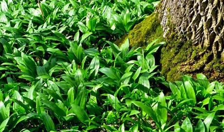 Ručak za početak proljeća