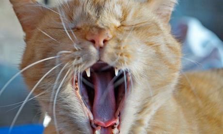 Stomatitis u mačaka