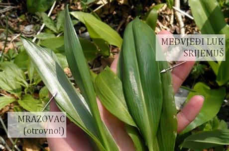 Oprez - započela je sezona lova na medvjeđi luk!