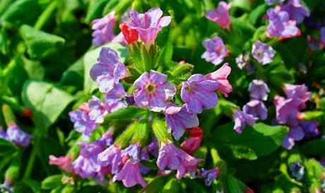 Plućnjak - šareni pomoćnik dišnog sustava