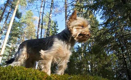 Oboljenje koje prenose krpelji - piroplazmoza
