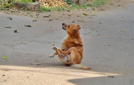 Promjena na koži psa izazvana autotraumom