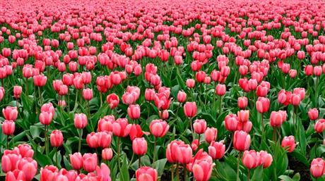 Crtamo po travnjacima