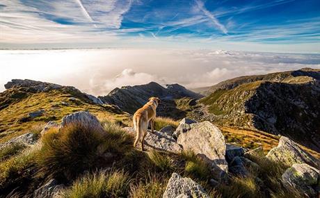 Velika dilema oko roštilja i Snježnika