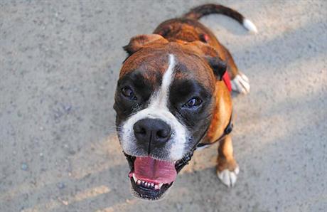 Slinjenje kod pasa i mačaka