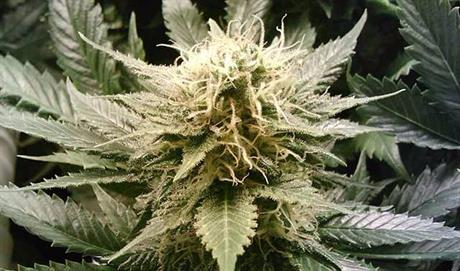 Legalizacija kanabisa