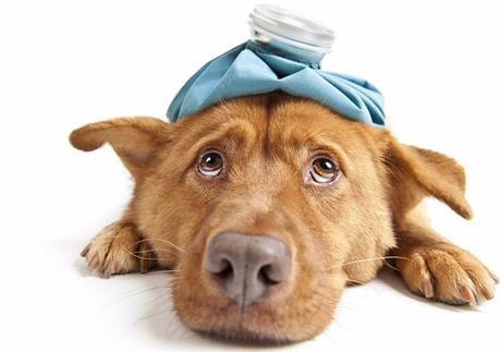 Parvoviroza - povraćanje je jedan od simptoma