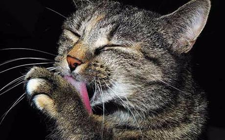 Lizanje krzna kod mačaka