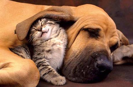 Ušljivost pasa i mačaka