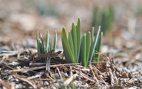 Siječanjski počeci