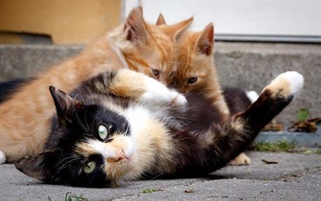 Akcija sterilizacije mačaka u veljači