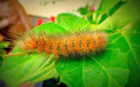 Opasne gusjenice