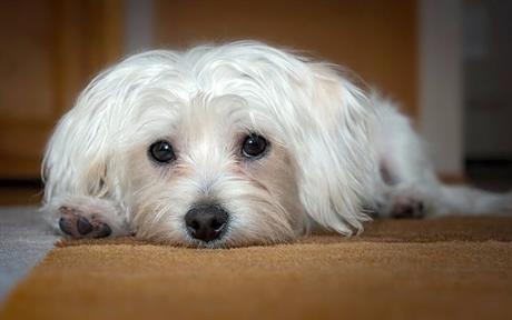 Problemi sa stolicom