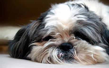 Operacija torzije želuca