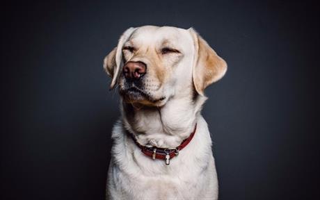 Liječenje kožne atopije