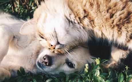 Virusno uzrokovane izrasline