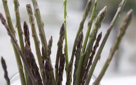 Ravioli punjeni skutom u umaku od divljih šparoga, paski i cherry rajčica 