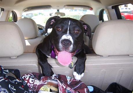 Godišnji odmor s ljubimcem 