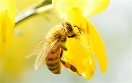 Sve veći pomor pčela