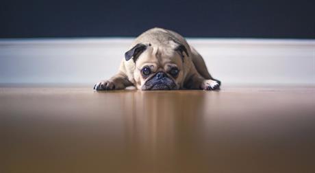 Psi i ljetne vrućine