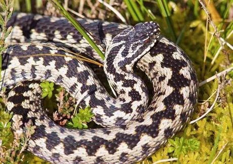 Naše zmije otrovnice i prva pomoć