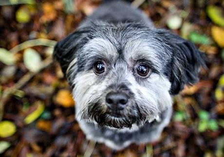 Što kada psa ugrize zmija