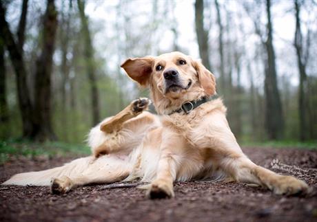 Upalna promjena na koži – hot spot