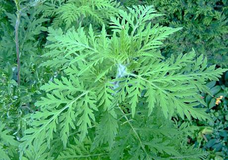 Ambrozija, astma i još ponešto