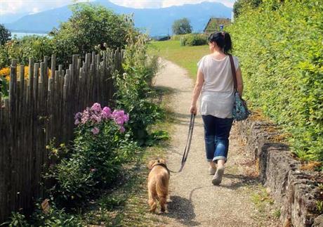 Kako i kada trčati s psom