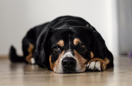 Pas se ulijenio - simptom bolesti štitnjače