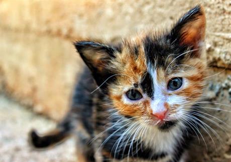 Našli smo mačića!