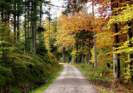 Oba vozača su kriva za nesreću   naknada pola-pola ili nikome ništa?