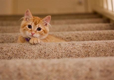 Mačja sida - dijagnostika i liječenje