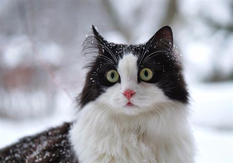 Kako pomoći ljubimcima na hladnoći? 