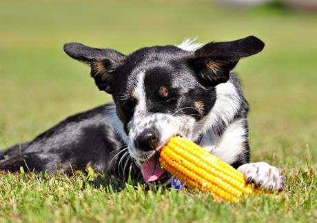 Trendovi u prehrani pasa i mačaka