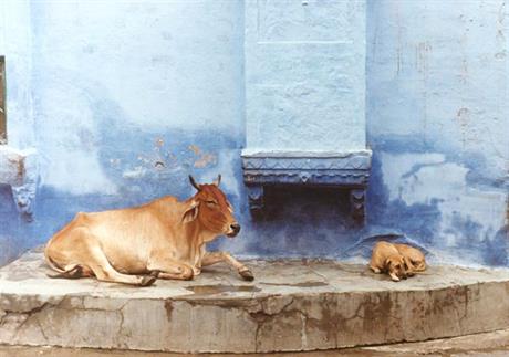 Sveta krava u državnoj firmi 