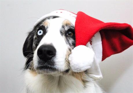 Izazovna blagdanska trpeza