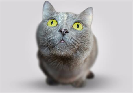 Povoljna sterilizacija mačaka!