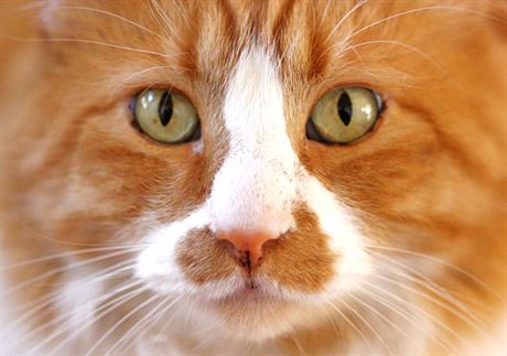 Spolni ciklus mačke