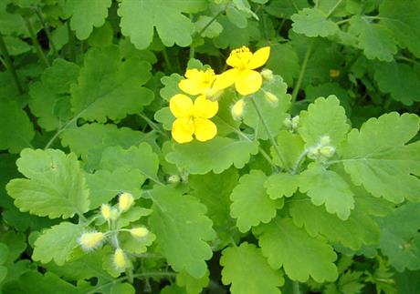 Virusne bradavice na stopalima