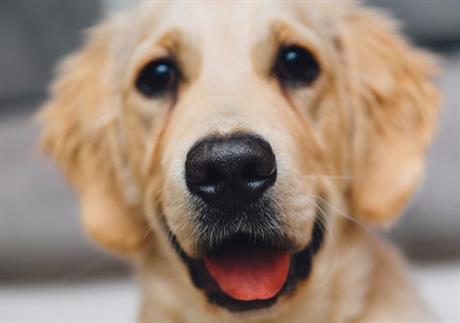 Što kada pas ili mačka pojačano sline? 