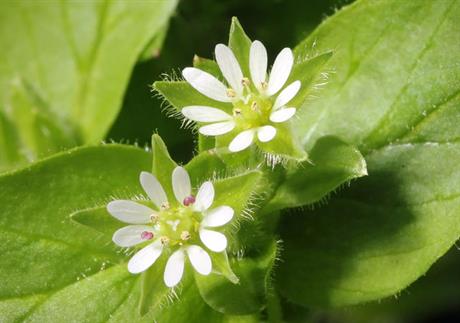 Mišjakinja - biljka za mršavljenje