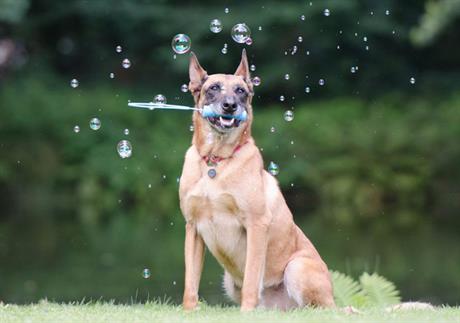 Izložbe pasa i zašto su "papiri" važni
