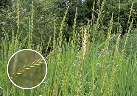 Pirika – omraženi vrtni korov je ljekovita biljka 