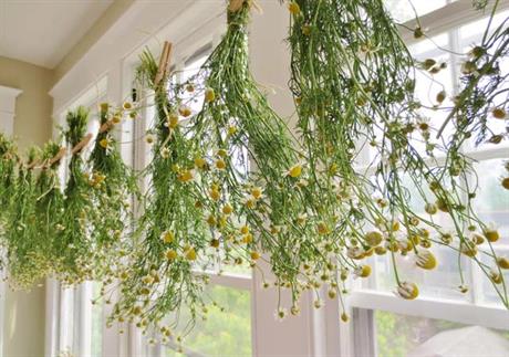 Fitoterapija – liječenje biljnim pripravcima