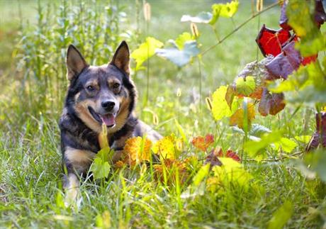 Bolesti koje prenose krpelji