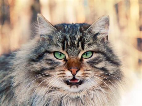 Upala desni kod mačaka