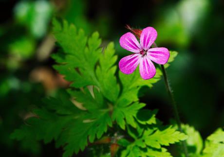 Pastirska iglica - pomalo smrdljiva, ali vrlo ljekovita! 